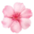FLOWER -SS02